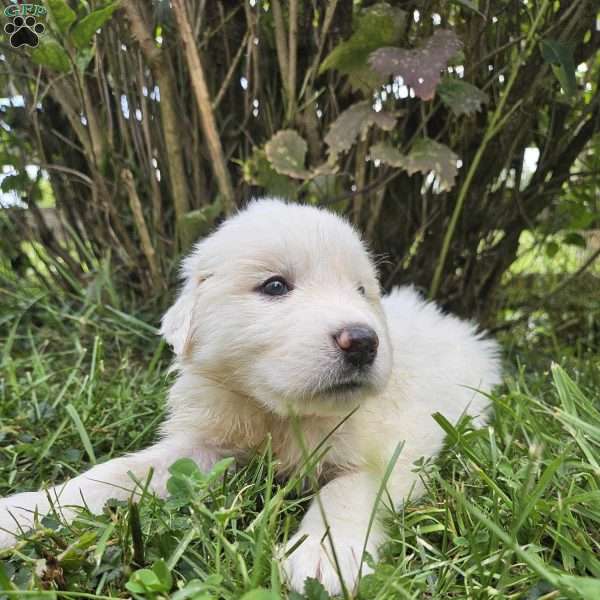 Cuddle, Great Pyrenees Puppy